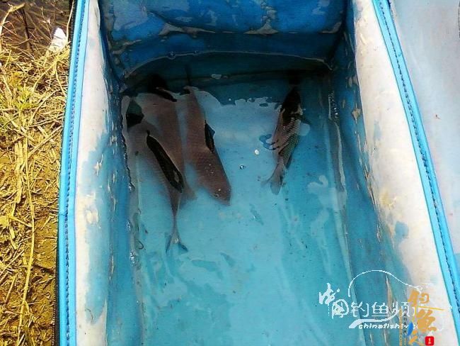 忙中偷闲 无奈没口 作者：尔冬尘