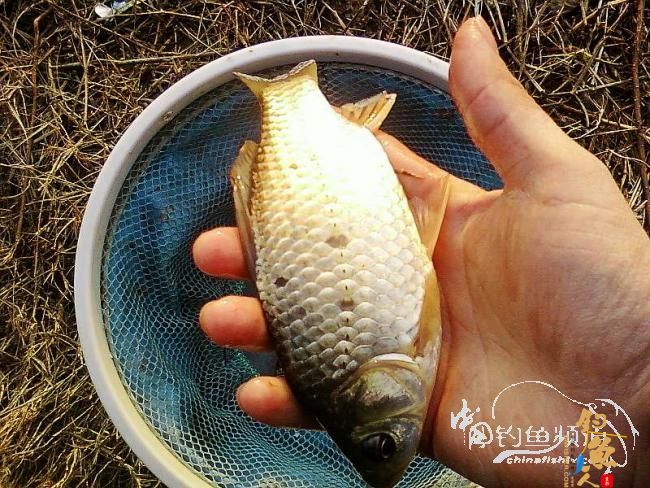 忙中偷闲 无奈没口 作者：尔冬尘