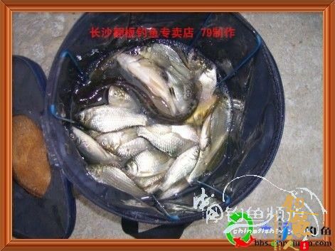 格塘野港 作者：zhuyishu79