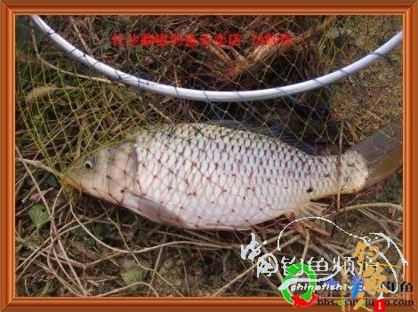 格塘野港 作者：zhuyishu79