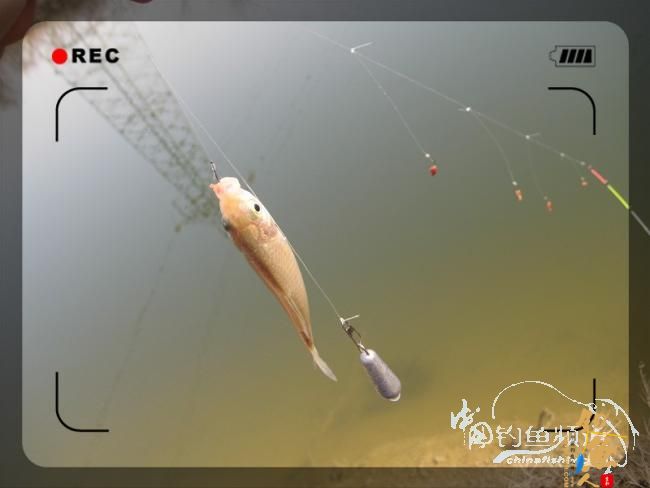 【白鲨有约】这，才是幸福 作者：nuaasmile 