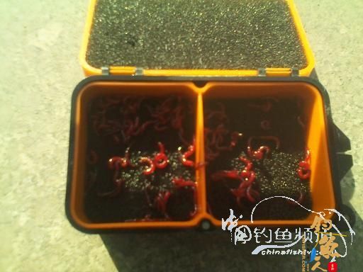 出处：中国钓鱼频道 作者：伟哥钓鱼