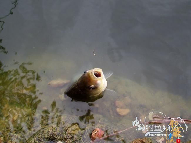 2月29日，五条鲫鱼 作者：clock13