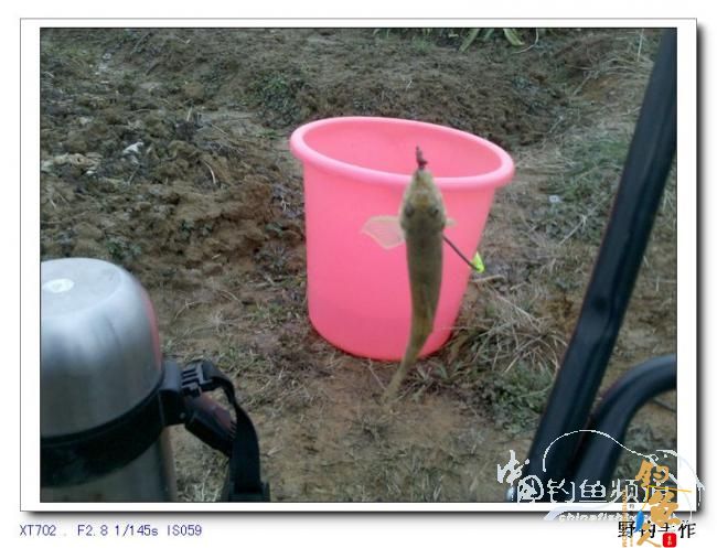 2月25日之四支筏杆野钓 作者：野钓手