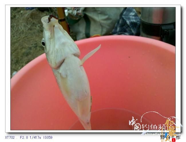 2月25日之四支筏杆野钓 作者：野钓手