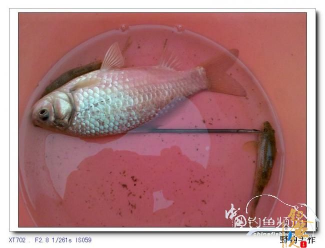 2月25日之四支筏杆野钓 作者：野钓手