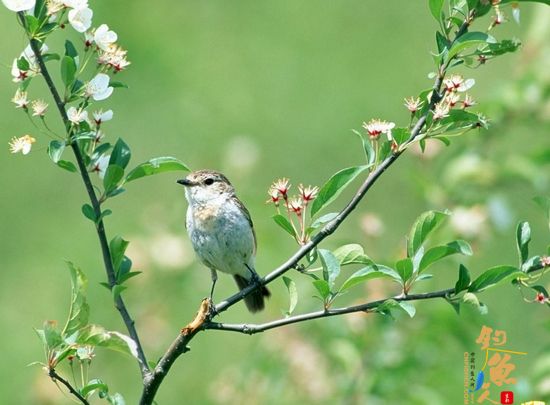 （原创）阳春三月说三月 作者：爱钓不吃