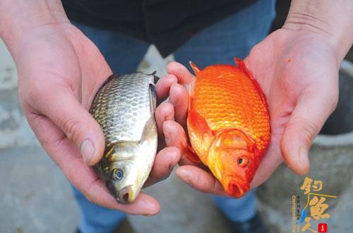 一杆钓了条红鲫鱼 图