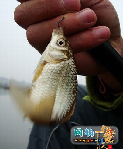 3月1顶着小雨作案,日野钓鲫鱼汇报