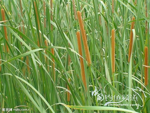 北方DIY浮漂绝品原材料——毛腊（水烛）