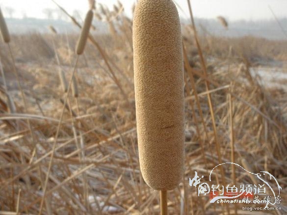 北方DIY浮漂绝品原材料——毛腊（水烛）