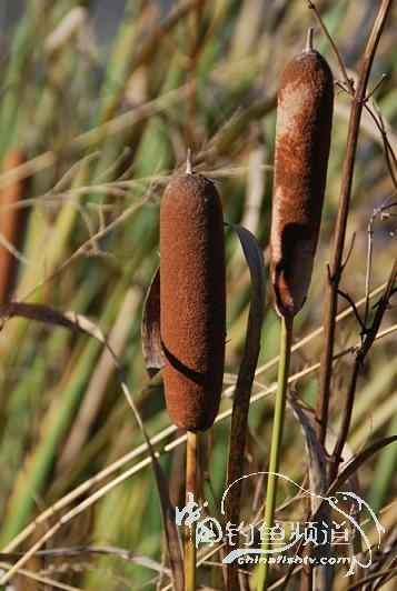 北方DIY浮漂绝品原材料——毛腊（水烛）