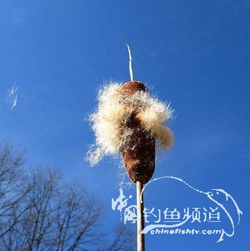 北方DIY浮漂绝品原材料——毛腊（水烛）