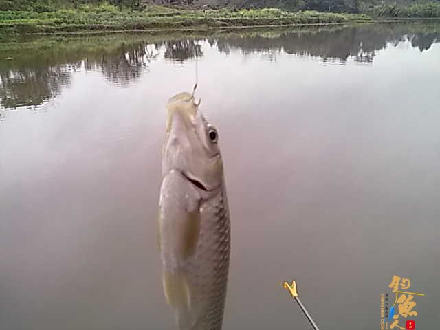 3月2号野钓的喜获JJ....还真是解了毒