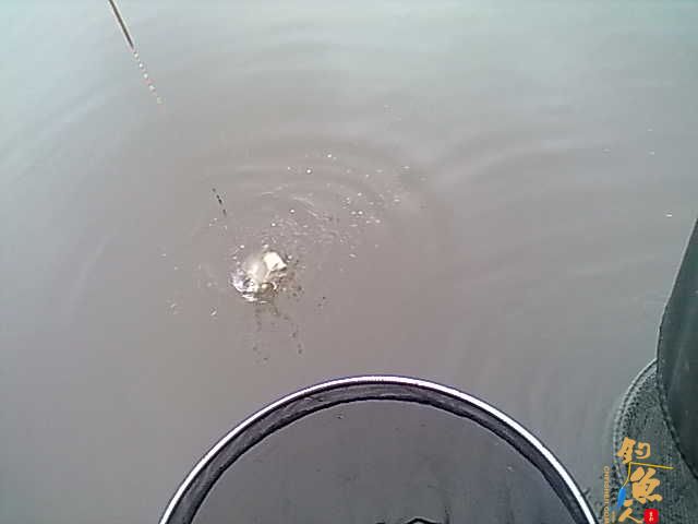 3月2号野钓的喜获JJ....还真是解了毒