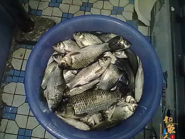 3月2号野钓的喜获JJ....还真是解了毒