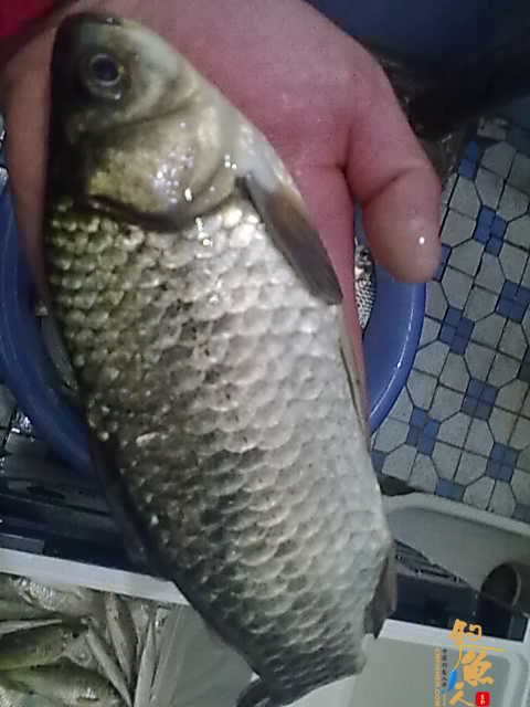 3月2号野钓的喜获JJ....还真是解了毒