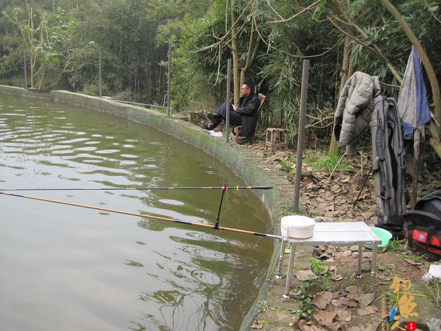 菜花开、钓鱼忙，农家乐鱼塘狂拉鲫妹，练竿忙！