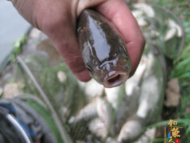 菜花开、钓鱼忙，农家乐鱼塘狂拉鲫妹，练竿忙！