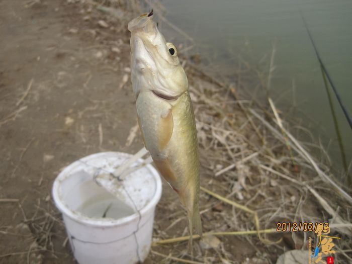 [阳春三月] 早春钓鲫(二)磨叨篇作者：jzg123