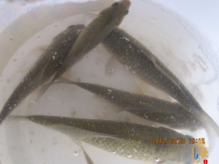 [阳春三月] 早春钓鲫(二)磨叨篇作者：jzg123