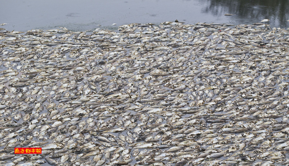 东莞松山湖现大量死鱼