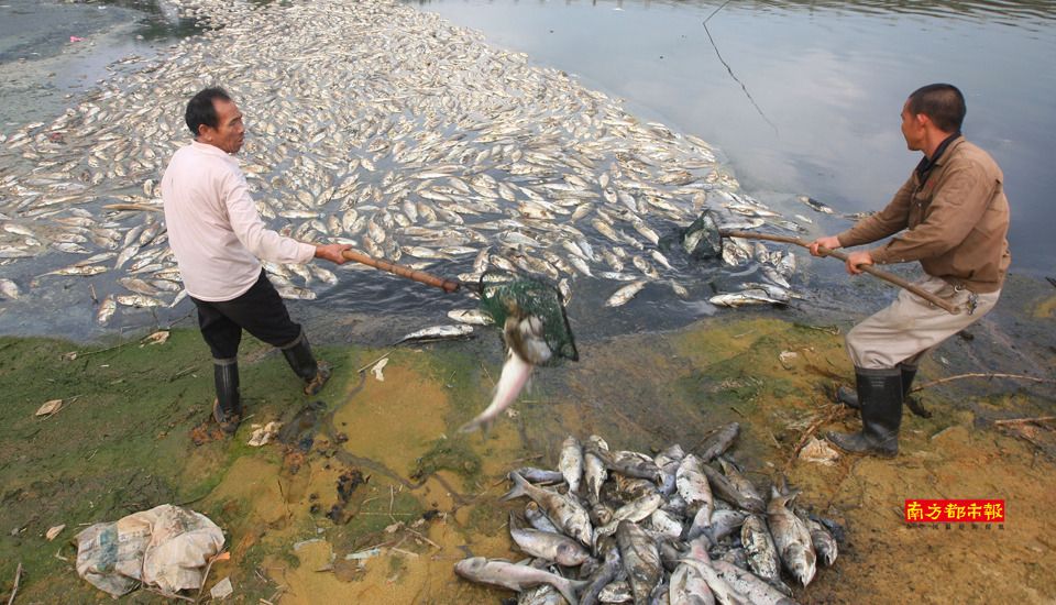 东莞松山湖现大量死鱼