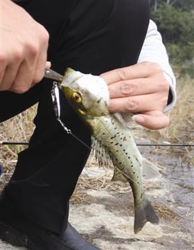 路亚钓:用金属亮片当鱼饵也能钓上大鱼(组图)