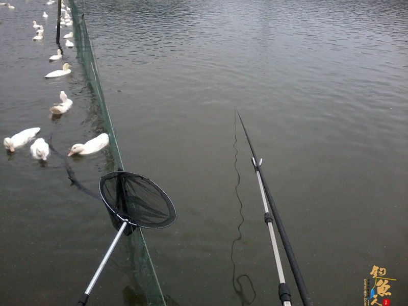 3月3日,三十三条鲫