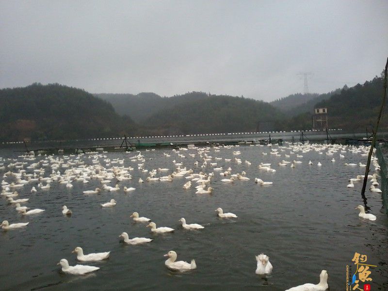 3月3日,三十三条鲫
