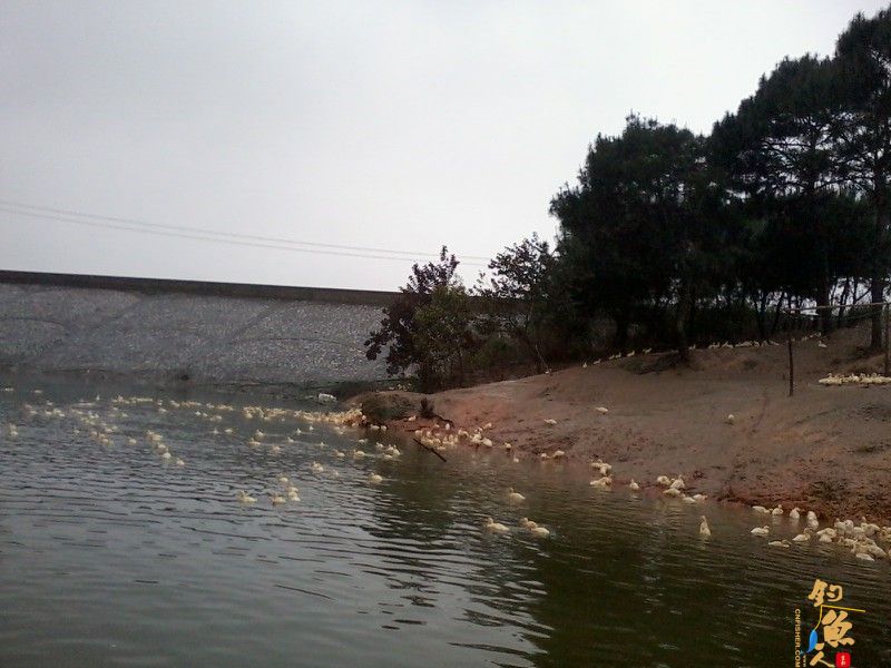 3月3日,三十三条鲫