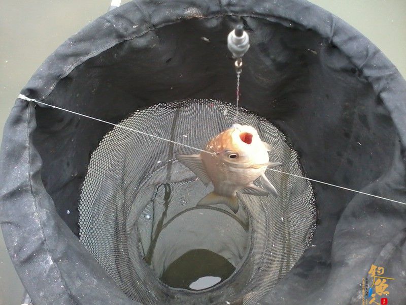 3月3日,三十三条鲫