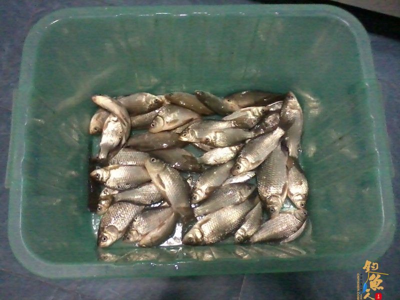 3月3日,三十三条鲫