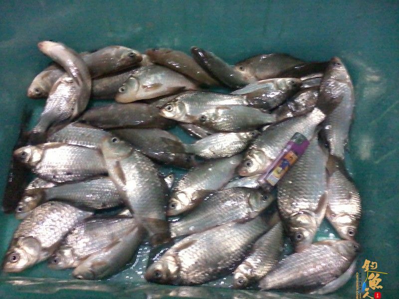 3月3日,三十三条鲫