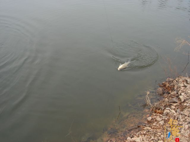 数量不足,质量凑合 作者:三脚猫