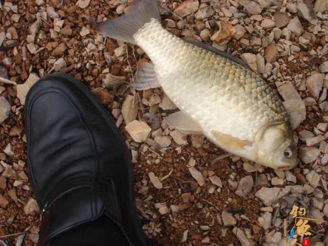 数量不足，质量凑合 作者：三脚猫