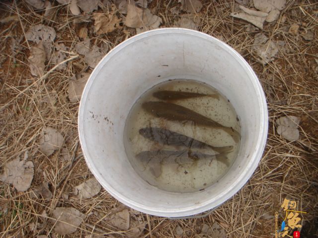 数量不足，质量凑合 作者：三脚猫