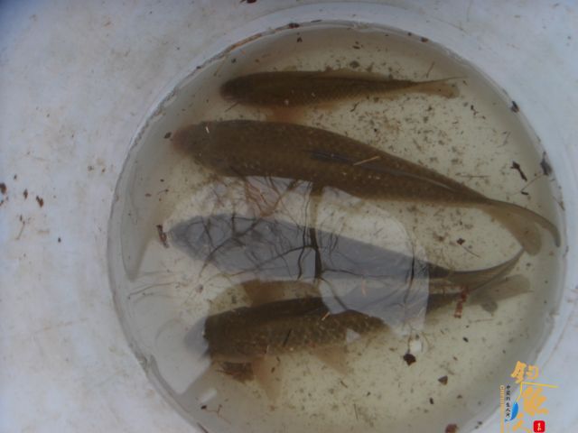 数量不足，质量凑合 作者：三脚猫