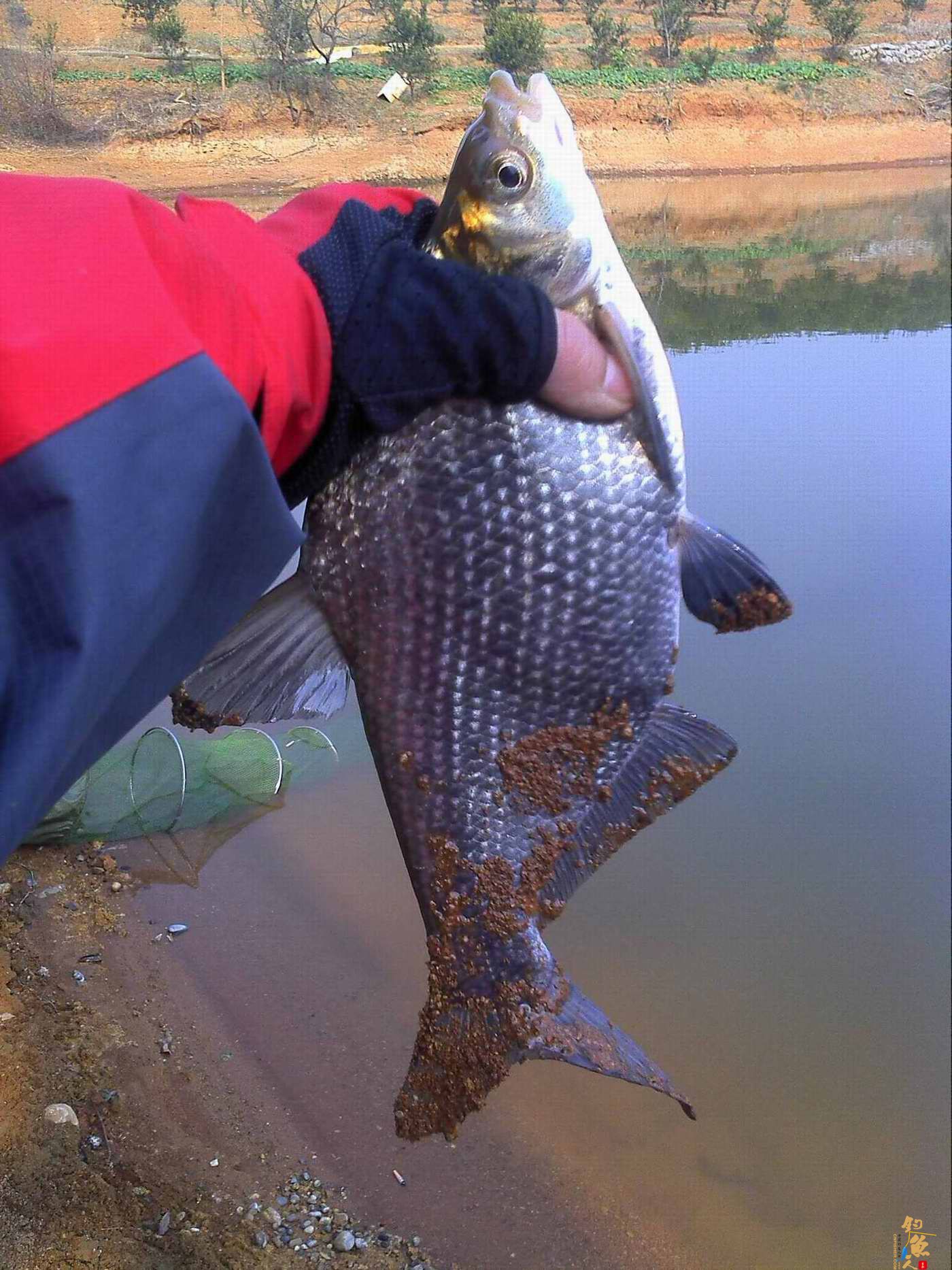 2012开杆钓--新菜地爆户  作者：飞爷314