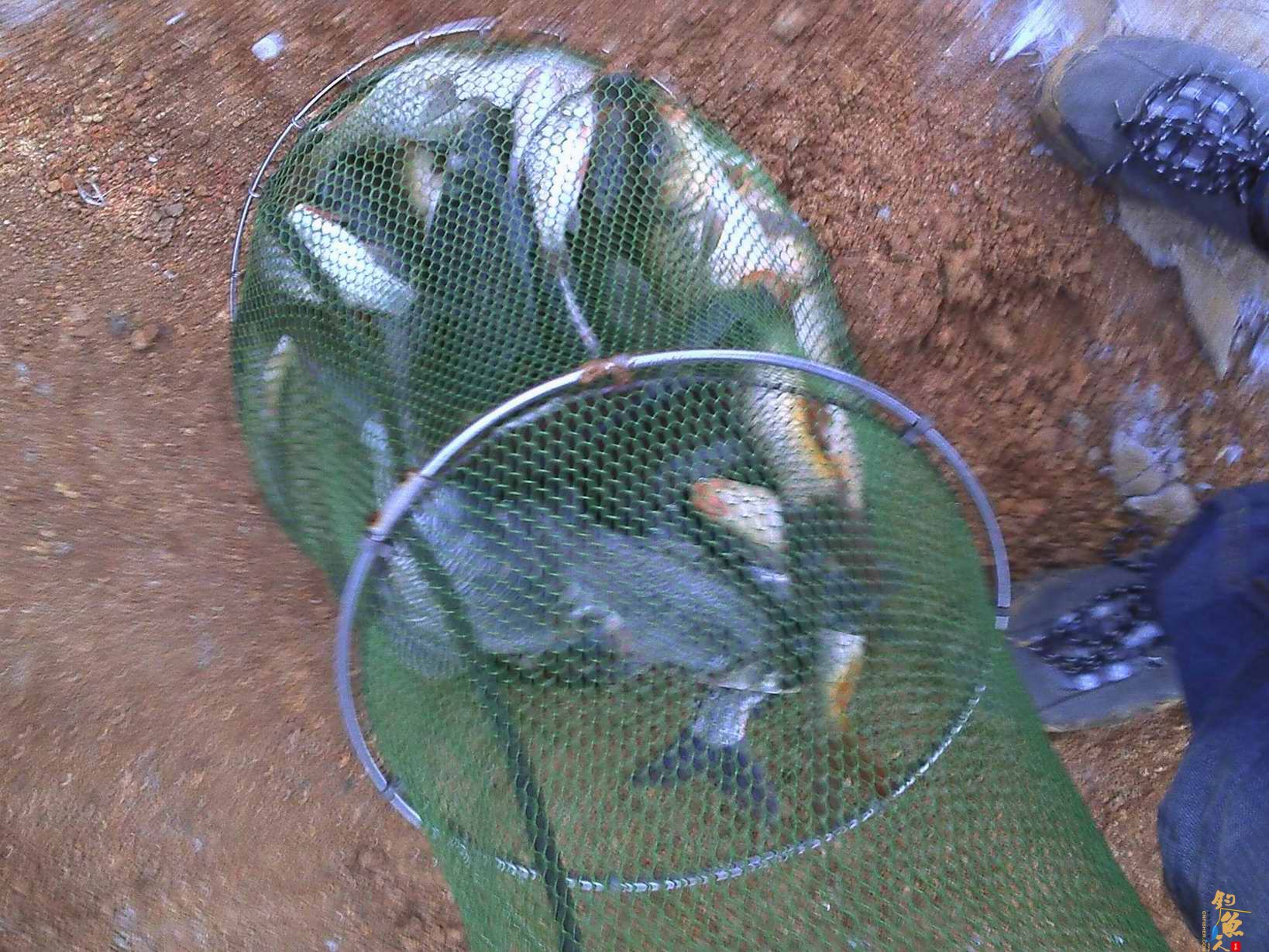 2012开杆钓--新菜地爆户  作者：飞爷314