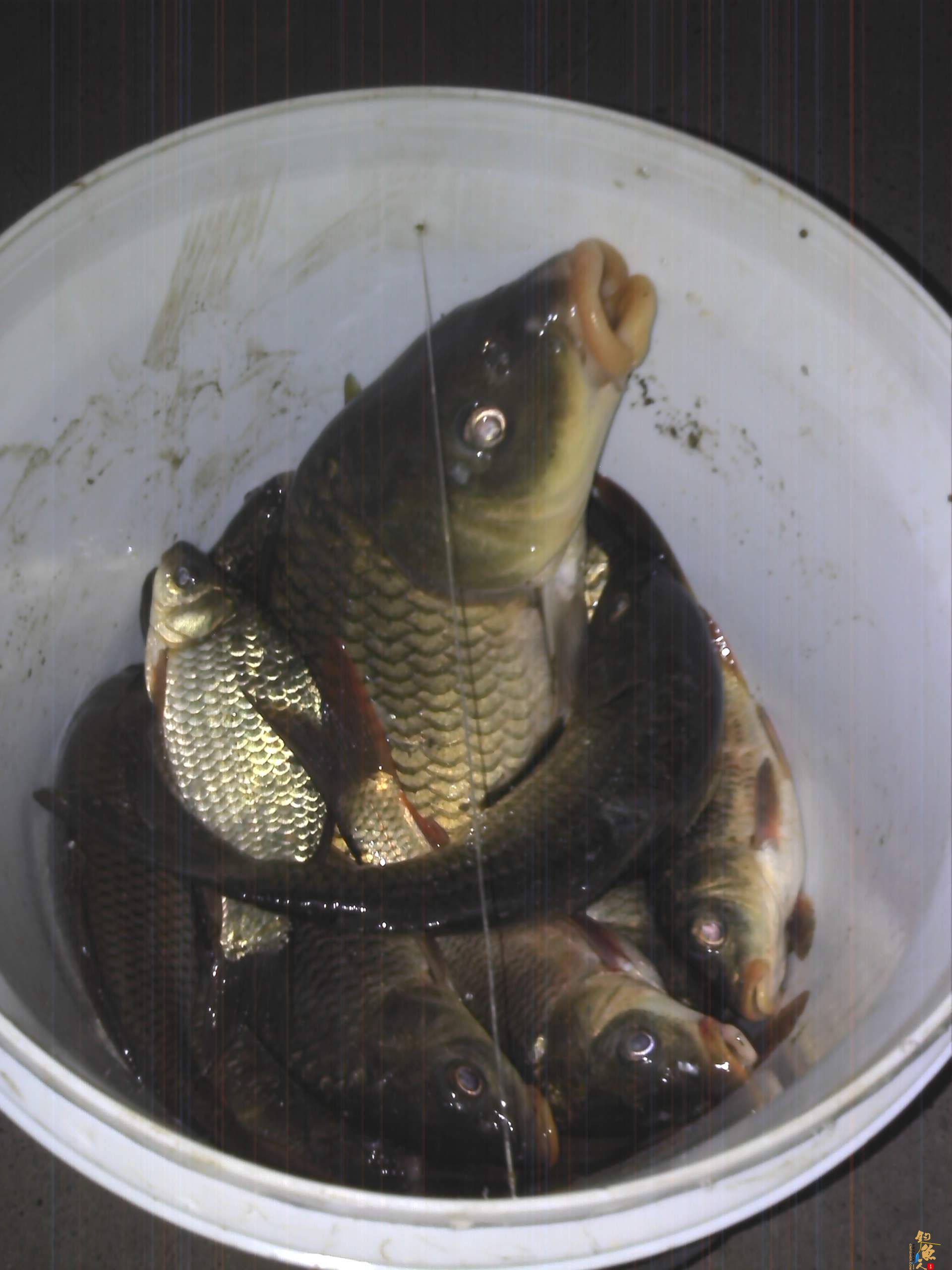 2012开杆钓--新菜地爆户  作者：飞爷314