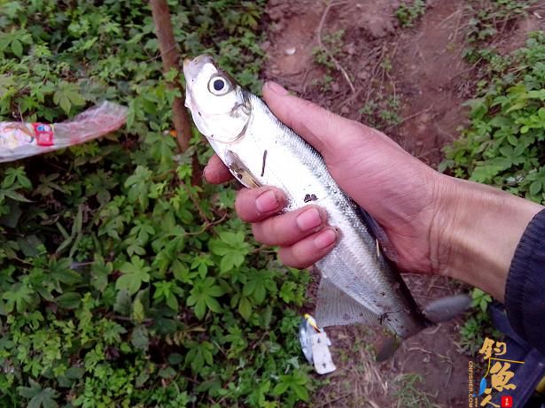 夜钓小河，小解毒 作者：娱与鱼