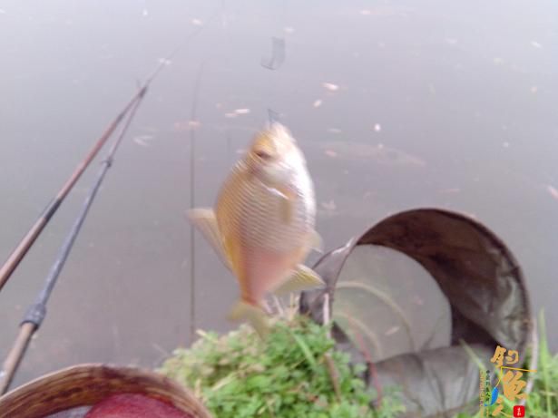 夜钓小河，小解毒 作者：娱与鱼