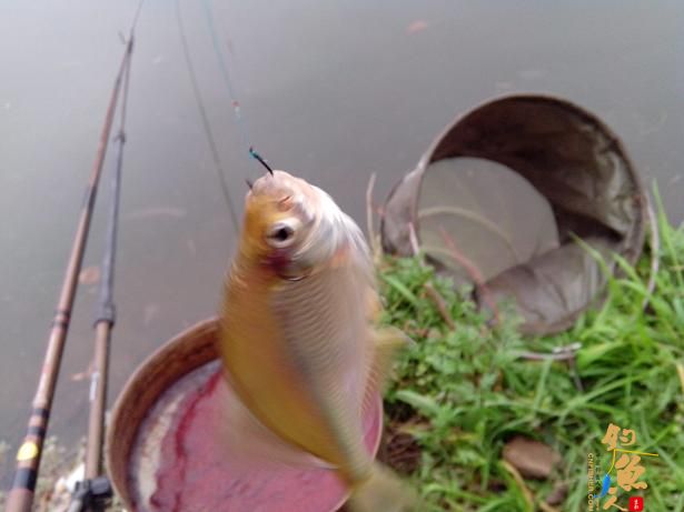 夜钓小河，小解毒 作者：娱与鱼