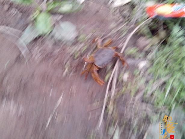 夜钓小河，小解毒 作者：娱与鱼