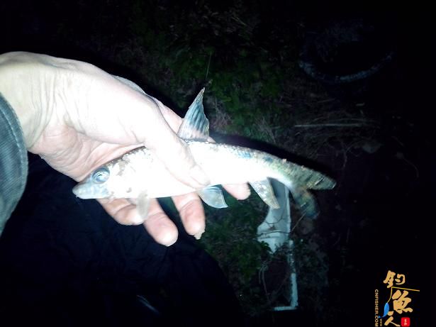 夜钓小河，小解毒 作者：娱与鱼