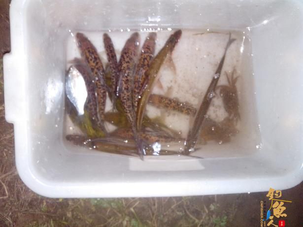 夜钓小河，小解毒 作者：娱与鱼