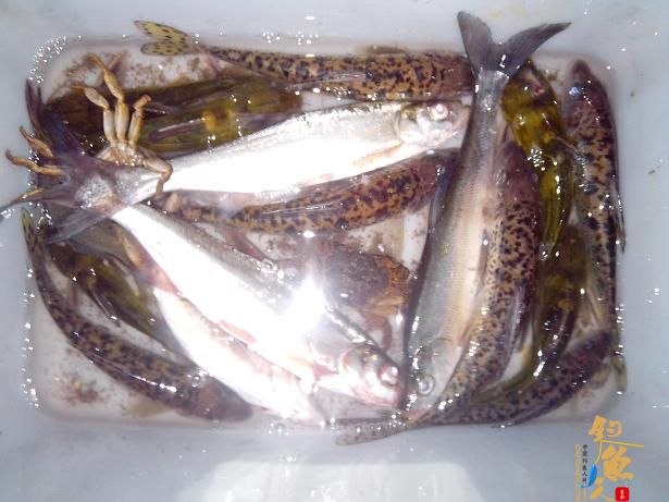 夜钓小河，小解毒 作者：娱与鱼