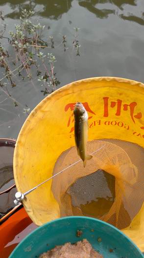 野钓弥勒江边（南盘江）。。哎日气