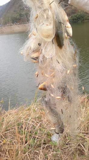 野钓弥勒江边（南盘江）。。哎日气